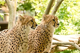 非洲,肯尼亞,野生動(dòng)物園