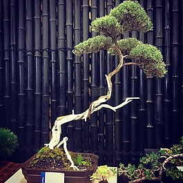 盆景,樹,自然
