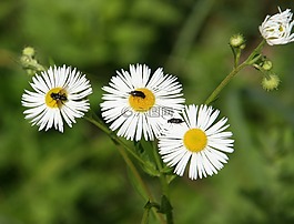 鮮花,雛菊,昆蟲