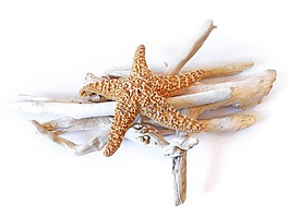 海星,干,漂流木