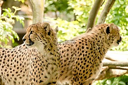 非洲,肯尼亞,野生動(dòng)物園