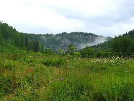 森林,性質(zhì),夏季