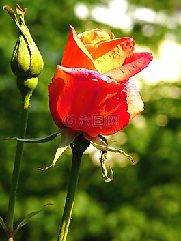 玫瑰,紅色,芽