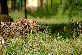 非洲,肯尼亞,野生動物園