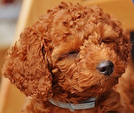 狗,獅子狗,年輕的動物