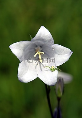 花,绿蜘蛛,昆虫