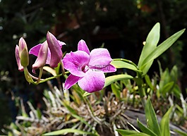 蘭花,多彩,花