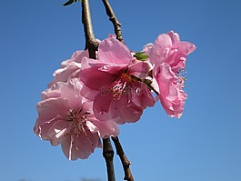 櫻花,開(kāi)花,櫻桃