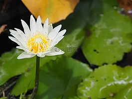 蓮花,白,白蓮花。