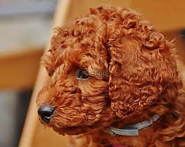 狗,獅子狗,年輕的動物