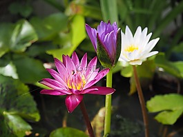 蓮花,紅,明亮