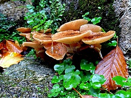 蜜环菌,蘑菇,森林