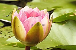 睡蓮,獨(dú)獨(dú)黃,粉紅色