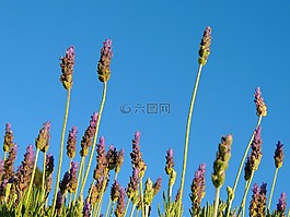 熏衣草,植物區(qū)系,薰衣草花