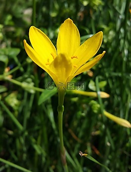 花,黃色,自然
