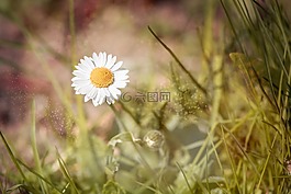 雛菊,指出花,花