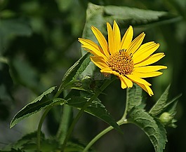 s?oneczniczek粗糙,花,黃色