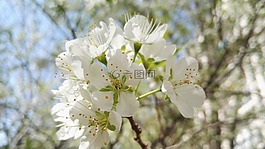 梨花,白色梨花,梨子樹開的花