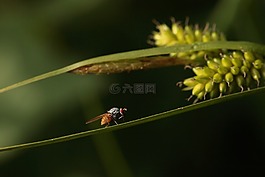 飛,昆蟲,宏