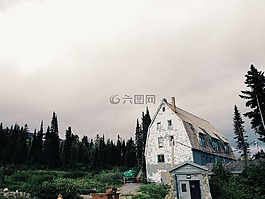農(nóng)村,國家,樹