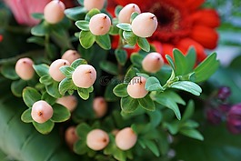鲜花,斯特劳斯,绿色