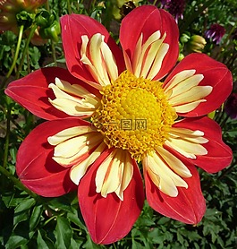 花,盛開,開花