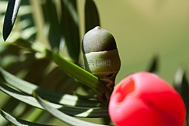 紅豆杉,廠,布什