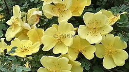 野薔薇,可愛(ài)的薔薇,黃色的野薔薇
