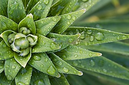 植物,綠色,新鮮