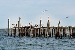 碼頭,鳥,海