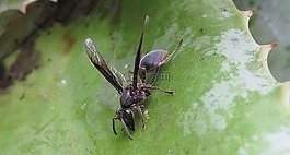 昆蟲,性質(zhì),動物界
