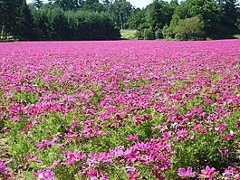 宇宙领域,鲜花,粉红色