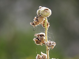 蜀葵,特寫,干