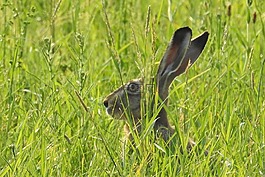 野兔,隱藏,哺乳動物