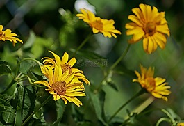s?oneczniczek粗糙,鮮花,黃色