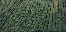 植物界,植物,茶