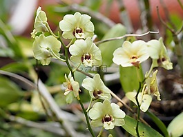 蘭花,多彩,花