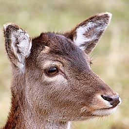 獐鹿,森林,野生