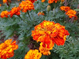萬壽菊,花,橙色