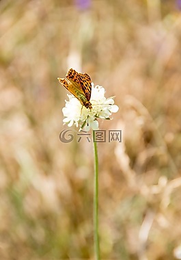 蝴蝶,性質(zhì),昆蟲(chóng)