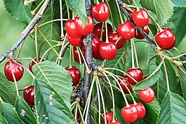 櫻桃,水果,紅色