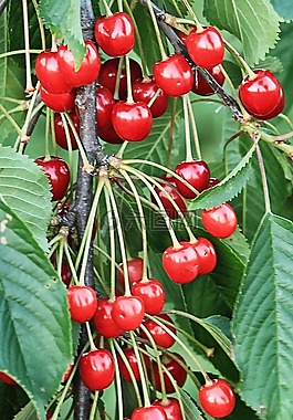 櫻桃,水果,紅色