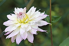 嬌琴紗,開花,白