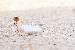 蘑菇,植物,自然