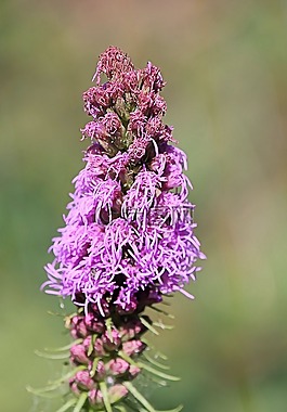 開花,粉紅色,花