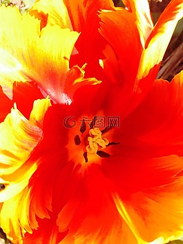 郁金香,花,锐度游戏