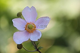 ?？?秋天的海葵,開花