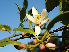 鮮花,藍(lán)色,天空