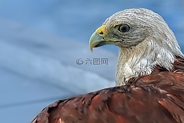 鷹,動(dòng)物,鳥
