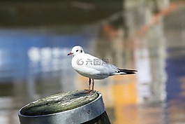 海鷗,水,鳥